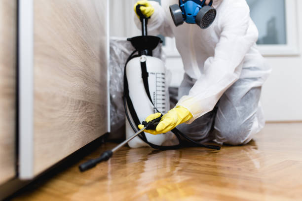 Best Flea Control Services  in Dixon, MO