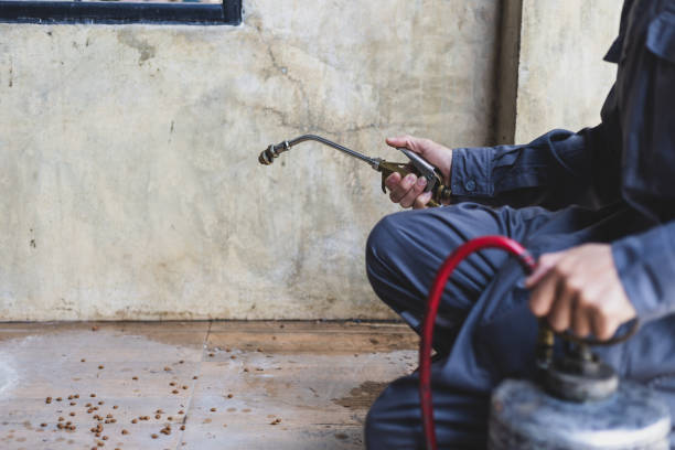 Best Wasp Removal Services  in Dixon, MO